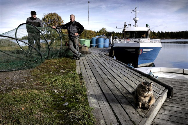 Katten Findus kalasar på mellan sex och tolv stekta strömmingsfiléer om dagen. Yngve och Roland Stolpe säger att katten är ett levande bevis på att fiskarna i Kvarken inte innehåller några höga halter av miljögifter. Att Kvarkenlaxen innehåller höga halter av dioxin och PCB tvivlar de två fiskarna i Söderudden skarpt på.