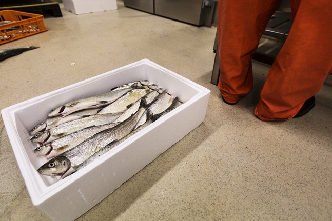 Lokala sikbestånd fredas nu under lektiden. Det innebär fiskeförbud på siken i en del områden i regionen.