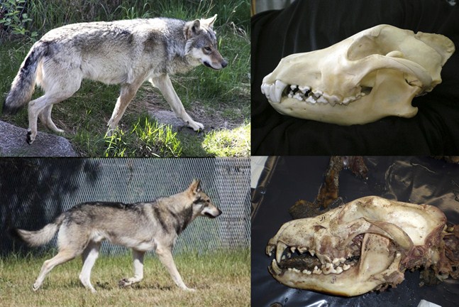 Varg eller hybrid? En ny forskningsmetod gör det lättare att avgöra saken med hjälp av DNA.