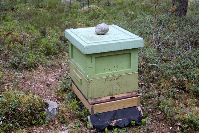 Utrotningshotade bin ska få en möjlighet att flytta på sig via en ny rutt längs med olika områden i huvudstaden.