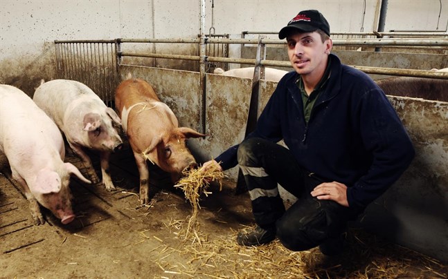 Tomas Långgård är ordförande för Österbottens svenska producentförbund. Han är själv också jorbrukare och påpekar att klimatarbetet inom lantbruket redan pågått i flera år.