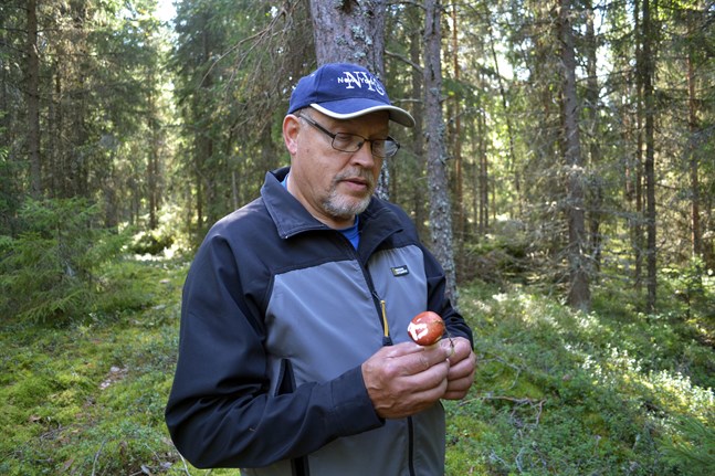 Kurt Söderberg hade många järn i elden och var bland annat en hängiven svampfantast. Han har hållit svampkurser för många österbottningar.