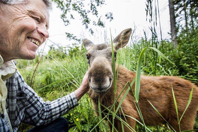 Markku Harju med älgen Mervi då hon ännu var kalv.
