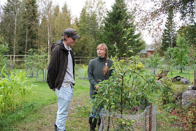 Harri och Eija Luhtasela driver Änggårds plantskola på Bergö. Webbshopen står för största delen av försäljningen och då skickas plantorna med bussen.