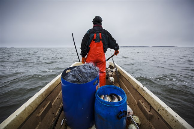 Fiskenäringen har faktabaserad status som miljönyttig verksamhet – yrkesfisket tar faktiskt upp näringsämnen som avrinningsområdena tillför havet, skriver Kari Ranta-aho.