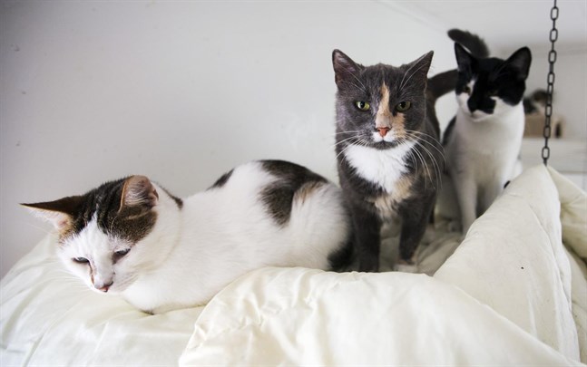Hirmunen, Jasper och Tarja växte upp i katthuset i Brändö. De hemlösa katterna behöver ett nytt hus, för det gamla är i dåligt skick.