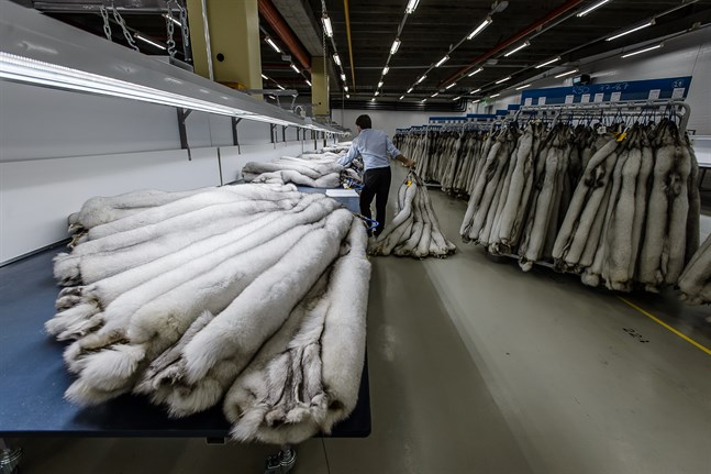 Saga Furs hoppas att efterfrågan på ansvarsfullt producerade rävsskinn av hög kvalitet återhämtar sig.