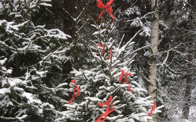 Julgransjaktens granar är dekorerade med röda fiberband.