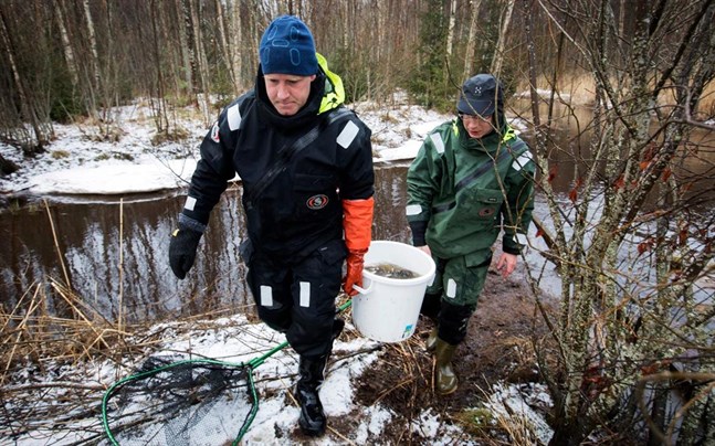 Hannu Harjunpää och Lari Veneranta bär upp en så med abborrar för märkning.