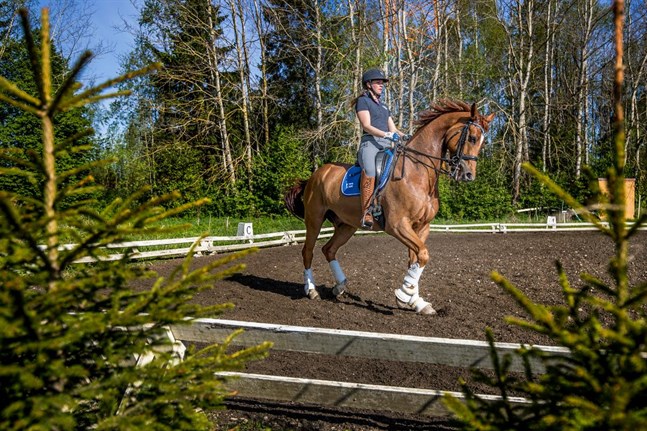 Nina Westerlund hade problem med ena knät och Flying Heart drogs med en ligamentskada i fjol. Nu är de återställda och i bättre form än tidigare.