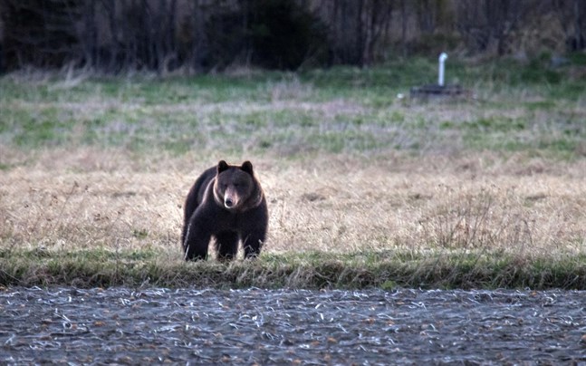 En skadskjuten björn attackerade en jägare i Kannus på torsdagsmorgonen.