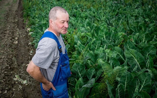 Trygve Aura i Vassor höll på att förlora hoppet med sin blomkål, men österbottningarna kom till undsättning.