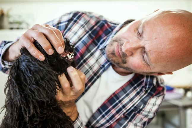 Veterinären Mikael Nylund specialiserar sig på hästtänder och kommer också att erbjuda tandvård åt smådjur inom kort. Hunden Spike har ännu en mjölktand kvar.