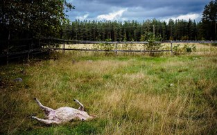 Nyhetsbild
