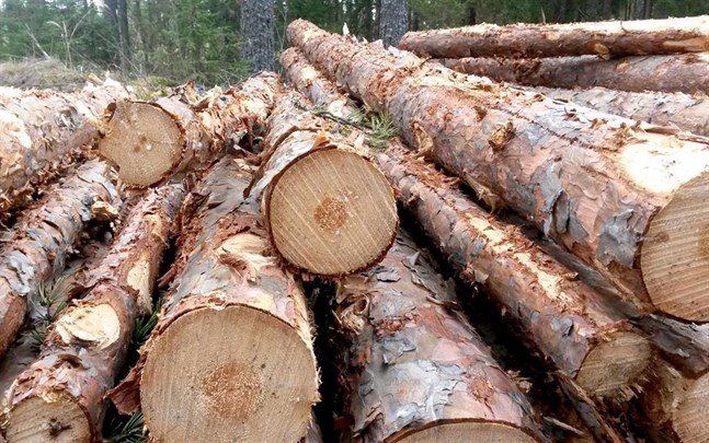 Kommunerna förlikas med UPM i processen mot skogsbolagen i kartellen.