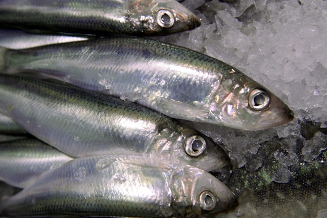 Strömming.