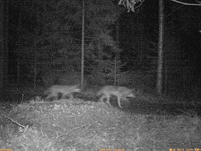 Fem vargar fångades på video med viltkamera. Två av dem fångades på stillbild.