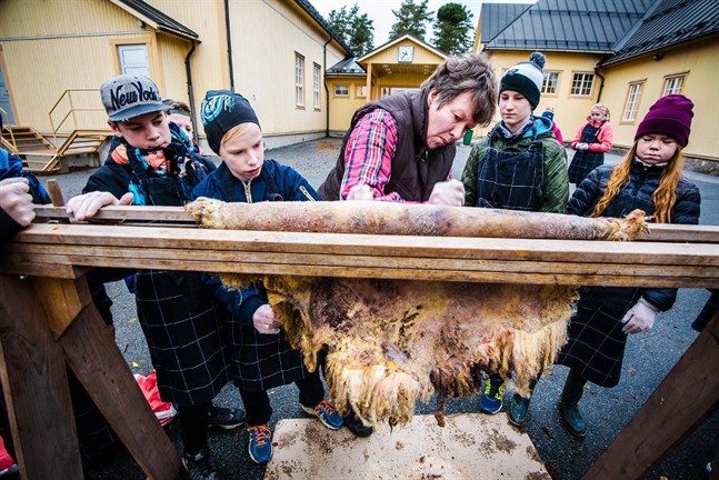 Joas Hagnäs, Hannes Flinck, Oliver Lassila och Mirjam Sulkakoski ser på när Anita Storm lär eleverna i Bäckby att skrapa ett fårskinn.
