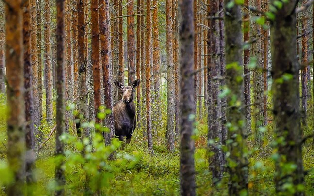 En älg dog i Sundom efter att den fallit genom isen.
