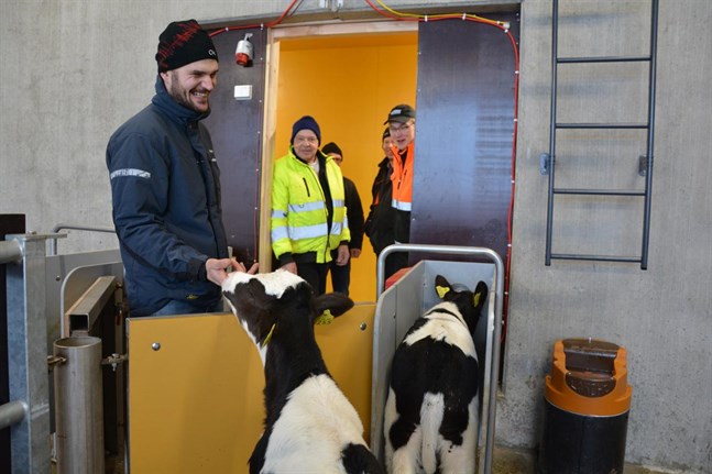 De små kalvarna bryr sig inte om de många åskådarna då de förser sig med föda i den nya drickavdelningen. Mats Storgårds satsning intresserar Sture Österberg, Håkan Södergård, Kristian Åbacka och Mats Stenfors.