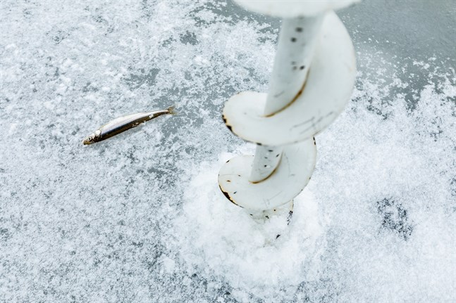 Om minimimåttet på sik går igenom kommer det att gälla hela året, men i praktiken påverkar det pimpelfisket mest.