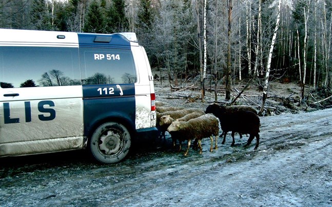 Fåren var mycket intresserad av besökarnas bilar vilket enligt länsveterinären ska bero på att de behövde salt.