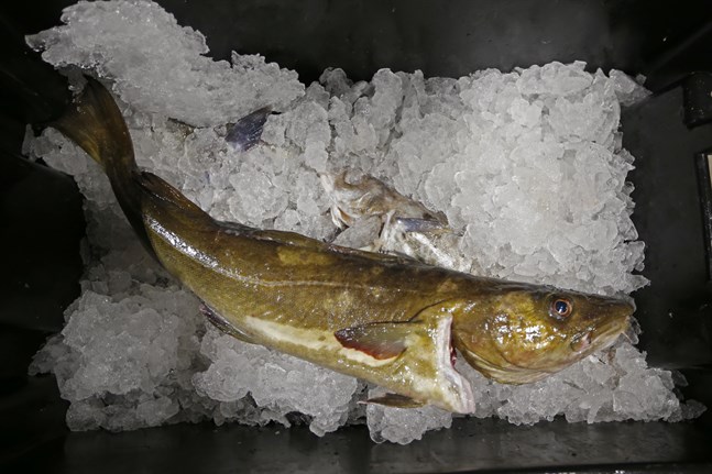 Tusentals ton torsk kastas tillbaka i Östersjön av danska fiskare, enligt en undersökning.
