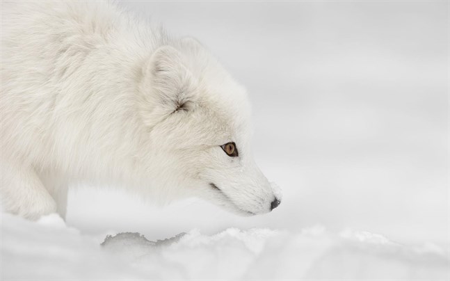 Enligt WWF har det under den senaste tiden har fjällrävsbestånden återhämtat sig i många fjällområden i Sverige och Norge, och även i Finland har det gjorts fler iakttagelser om fjällrävar än tidigare.