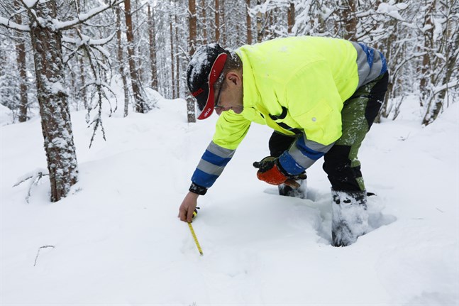 Mikael Martin har undersökt vargspåren i Sundom. Han säger att det verkar vara en hona och en hane. Bilden är från 2018.