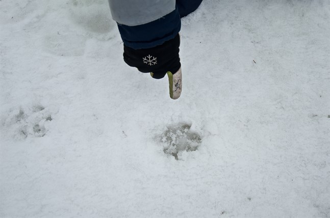 En vargobservation kan bestå av två saker: Antingen ser du en varg eller så ser du djurets spår.