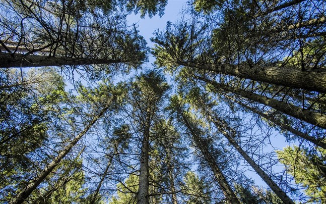 Allt fler vill kombinera gammal skog med nyplanteringar.
