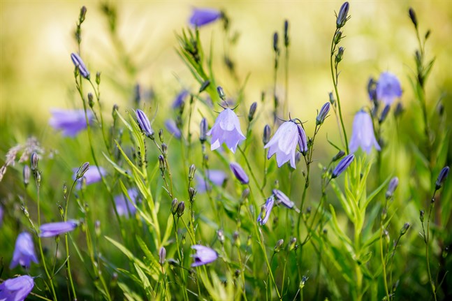 Gå ut och odla blåklockor! skriver Iris Norrby.