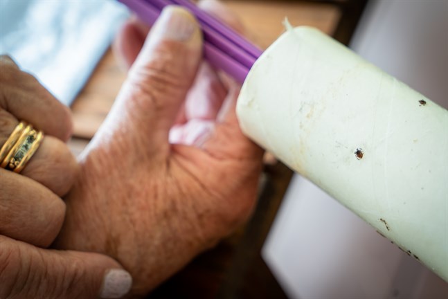 Omkring 20 procent av fästingar i Finland beräknas bära på borreliaviruset. Men, om man plockar bort fästingen inom loppet av ett dygn är chansen för att smittas liten.