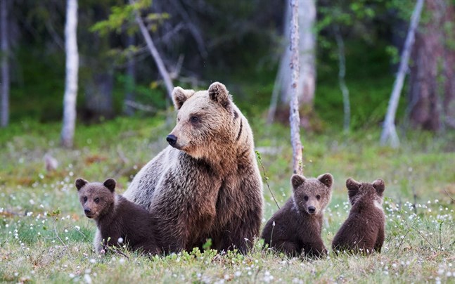 Myndigheterna har börjat utfärda fler tillstånd att fälla björn, bland annat eftersom björnarna vandrar in från Ryssland.