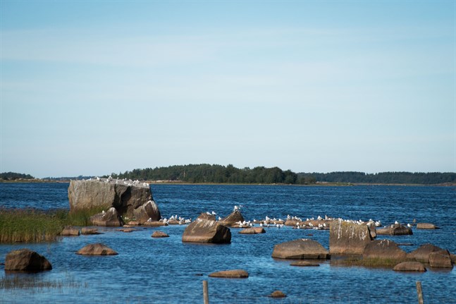 Tyvärr hotar en tilltänkt fiskodling strax utanför Ådön att ytterligare förvärra läget för Fäbodaviken och Ådöfjärden, skriver Anders Kronholm, ordförande för Vestersundsby delägarlag.