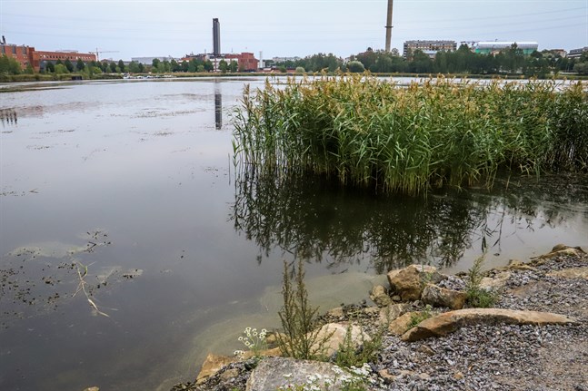 Hushållsavloppsvatten hamnade via Kyrkoesplanadens dagvattenledning till Metviken.