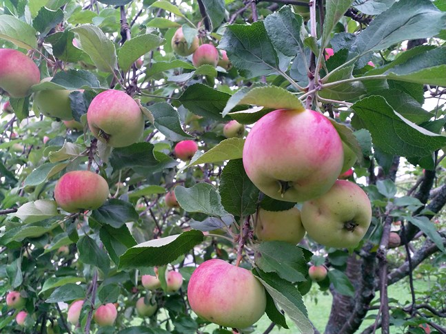 Nyhetsbild