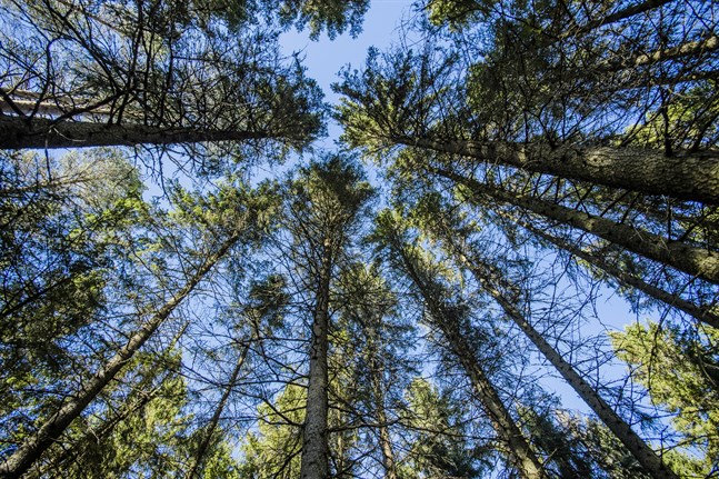 Skogen är mer och mer en verklig resurs för Finland. Men utnyttjar vi det?