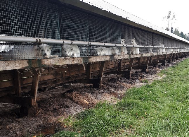 En pälsfarm i Karleby är under utredning efter en anmälan från organisationen Oikeutta Eläimille. Djuren och farmen på bilden har inget med utredningen att göra.