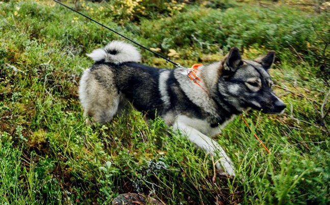 Älgjakt med hund är ett sätt att få ner älgstammen och därmed minska risken för viltkrockar.