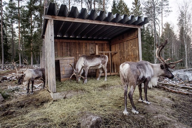 Renarna på bilden har inget med händelsen att göra. Bilden är tagen på Rödsön Poro-Pirtti i Karleby.