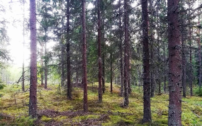 Enligt initiativet bör lagen stadga att ett visst trädbestånd alltid lämnas kvar i skogen då man avverkar.