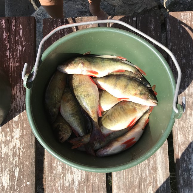 Utanför Vasa har abborrarna blivit allt mer sällsynta. Det försöker man åtgärda genom ett fiskeförbud under abborrens lektid.