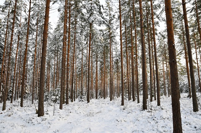 Rester från skogsindustrin kan bli biobränsle och kemikalier med VTT:s gasningsteknik.