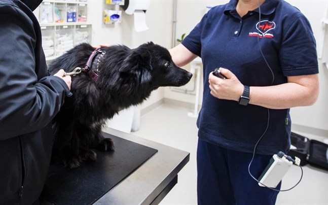 En ambulerande veterinär skulle underlätta för de hårt belastade veterinärerna inom Västkustens miljöenhets område.
