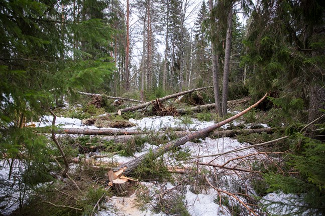 En lag som förbjuder en viss skogsvårdsmetod kan jämföras med ett förbud för en bilägare att att använda backen eller enstaka andra växlar på en bil, skriver Anders Portin.