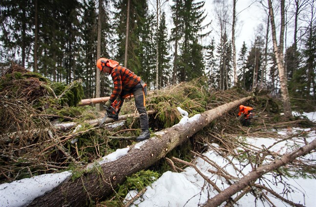Just nu avverkas 80–90 procent av vad som är en uthållig avverkningsmängd, säger verksamhetsledare Jan Slotte på Skogsägarna Österbotten. Bilden är från skogsavverkning i Gerby 2019.