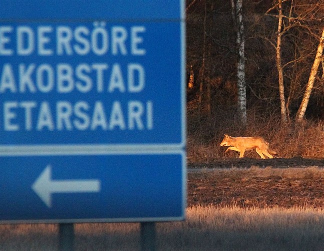 Ungvarg i jakt på revir i Edsevö på söndagen.