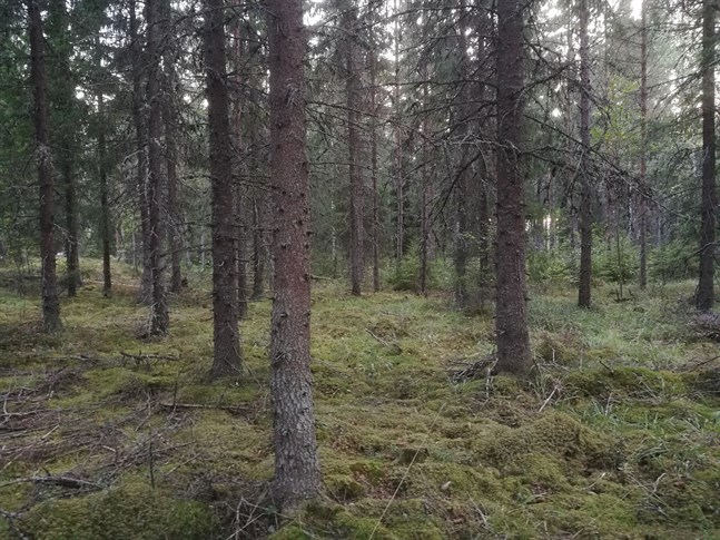Nyhetsbild