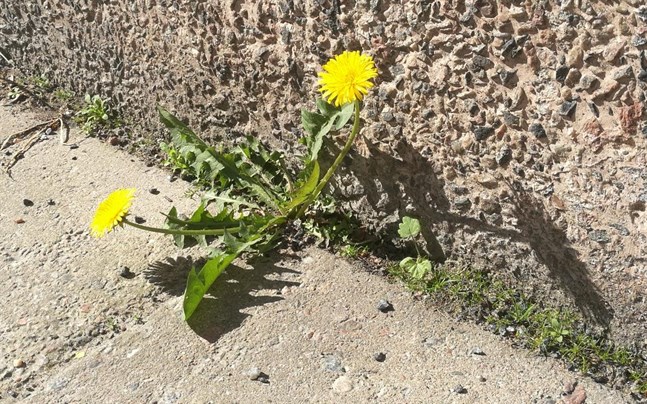 Nyhetsbild